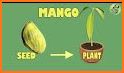 Mango Cultivation Method related image