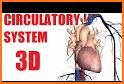 Circulatory System in 3D (Anatomy) related image