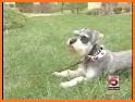 Kennelwood Pet Resorts related image