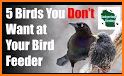 Birda: Birding Made Better related image