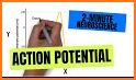 Action Potentials related image