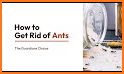 Save the Ants related image