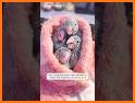 adopte pet baby related image