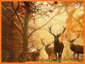 Cute Wallpaper Autumn Forest Animals Theme related image