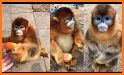 Golden Monkey related image