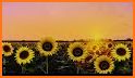 Sunflowers 2 Keyboard Background related image