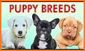 Identify Dog Breeds related image