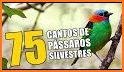 Todos Cantos Pássaros Brasileiros related image