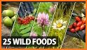 Edible and Poisonous Plants related image