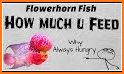 Guide For fish - feed & grow programs related image