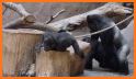 Gorilla Rampage Game 🦍 Wild Animal Harambe Game related image