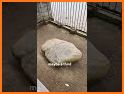 Plymouth Rock related image