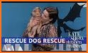 Game of Court - Dog Rescue related image