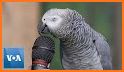 Talking Parrot related image