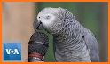 The Parrot related image