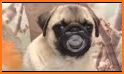 Pug Dog related image