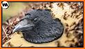 Kila: The Smart Crow related image
