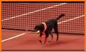 Pet Tennis related image