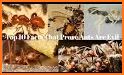 Evil Ants related image