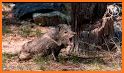 WildBoar Sounds - Wild Boar Calls for Hunting related image