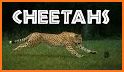 Cheetah related image