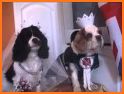 Puppy Wedding: Cutest Royal Wedding related image