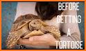TORTOISE CARE 101 related image