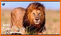 Lion’s Pride related image