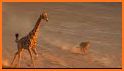 Amusing Calf Giraffe Escape related image