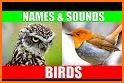 Birds of India related image