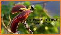 Birds of New Guinea related image