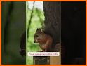 Squirre lville related image