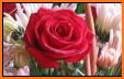 Romantic images, I love you, Roses and flowers Gif related image