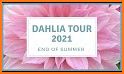 Dahlia 2021 related image