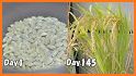 Growing Rice related image