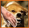 Animal Bite Treatment - अगर जानवर काटे तो क्या करे related image