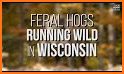 Hunt Wild Wisconsin related image