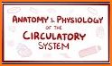 Anatomy and Physiology-Animated related image