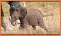 Baby Elephant Pet Care related image