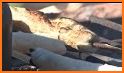 Guide Making Bannock related image