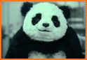 NR Panda related image