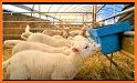 Fluffy Sheep Farm related image