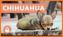 Chihuahua related image
