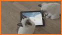 Free Game For Cats Paw Me related image