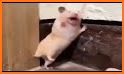 Funny Hamster Cracked Screen related image