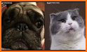 My Talking Pets Free－Make Cat & Dog Talk on Photos related image