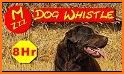 Stop Dog Barking Sounds: Anti Dog Bark Whistle related image