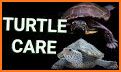 How to Take Care of a Pet Turtle related image