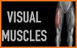 Visual Muscles 3D related image