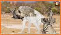 Kids Puzzle : Animals Jigsaw related image